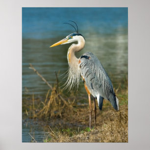 Große blaue Heron am Teich Print Poster