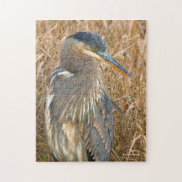 Große Blaue Heron im Feld der goldenen Schildkröte