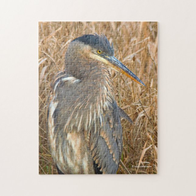 Große Blaue Heron im Feld der goldenen Schildkröte (Vertikal)