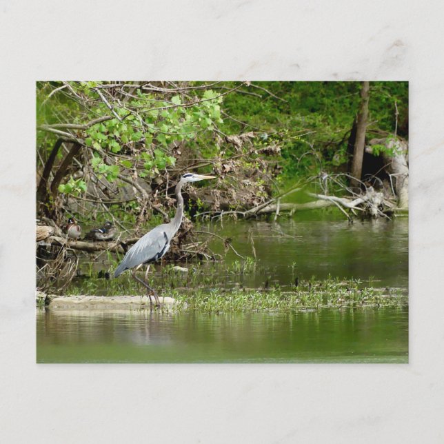 Große Blaue Heron Tennessee Flussufer Natur Postkarte (Vorderseite)