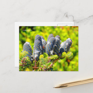 Große Blaue Koreanische Tannenzapfen Postkarte