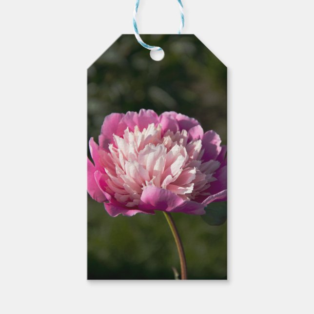 Große Blume aus rosafarbenem Pinien am Frühlingsta Geschenkanhänger (Vorderseite)