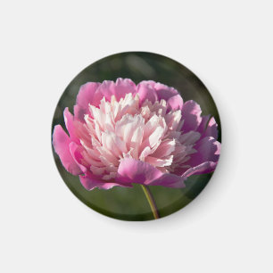 Große Blume aus rosafarbenem Pinien am Frühlingsta Magnet