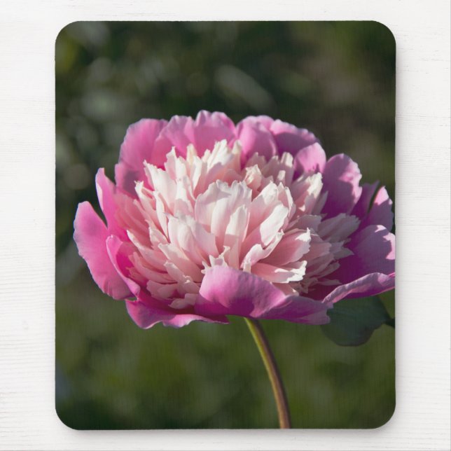 Große Blume aus rosafarbenem Pinien am Frühlingsta Mousepad (Vorne)