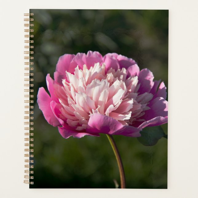 Große Blume aus rosafarbenem Pinien am Frühlingsta Planer (Vorderseite)