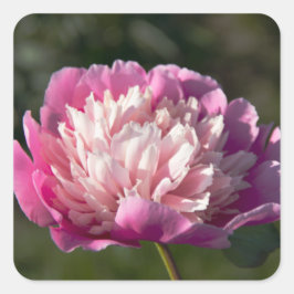 Große Blume aus rosafarbenem Pinien am Frühlingsta Quadratischer Aufkleber