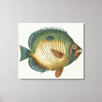 Große bunte Fische