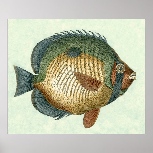 Große bunte Fische Poster (Vorne)