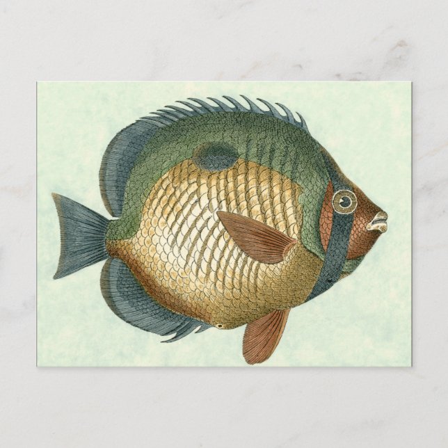 Große bunte Fische Postkarte (Vorderseite)