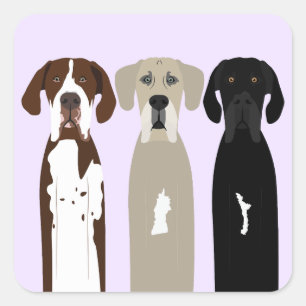 Große Dane Hunde Quadratischer Aufkleber