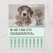 Große Dane Welpen zum Verkauf