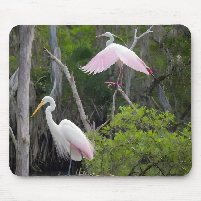 Große Egret Dominanz über Roseate Spoonbill. Mousepad (Vorne)