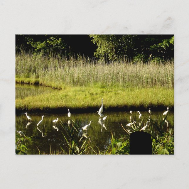 Große Egrets im Sumpf Postkarte (Vorderseite)