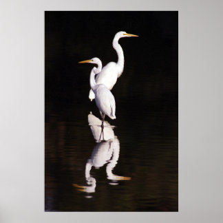 Große Egrets Poster