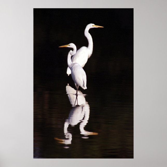 Große Egrets Poster (Vorne)