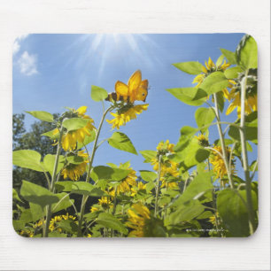 große Extrabiene auf Sonnenblume Mousepad
