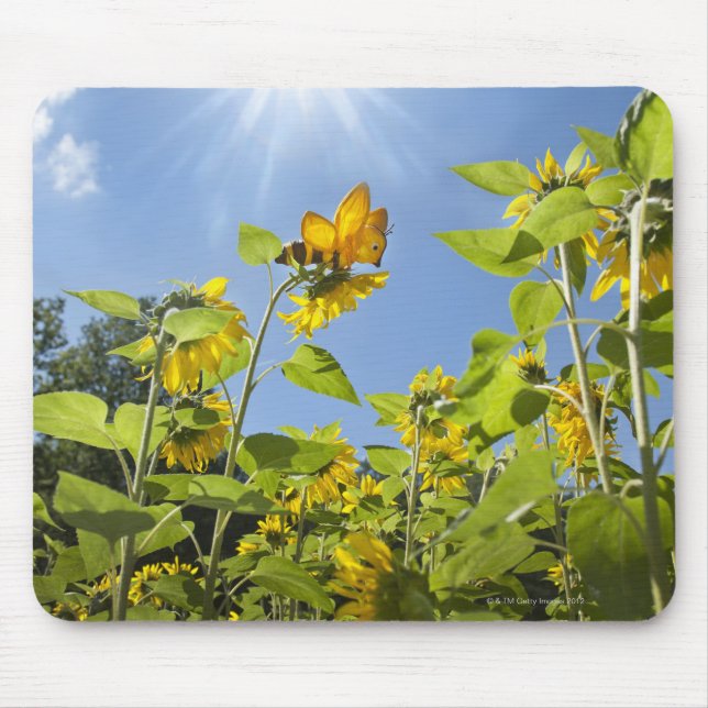 große Extrabiene auf Sonnenblume Mousepad (Vorne)