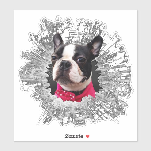 Große Frau Boston Terrier zertrümmert Fensteraufkl Aufkleber (Blatt)