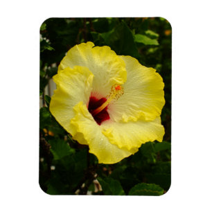 Große gelbe Hibiskus-Blume Magnet