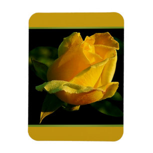 Große gelbe Rose Magnet