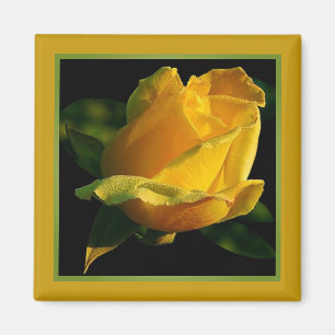 Große gelbe Rose Magnet