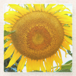 Große gelbe Sonnenblume Blütenblume Glasuntersetzer