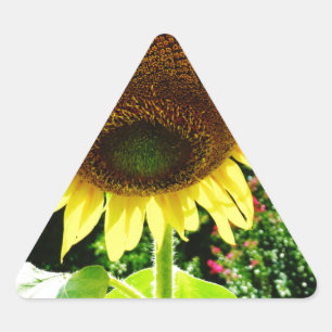 Große gelbe Sonnenblume Dreieckiger Aufkleber