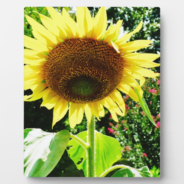 Große gelbe Sonnenblume Fotoplatte (Vorderseite)