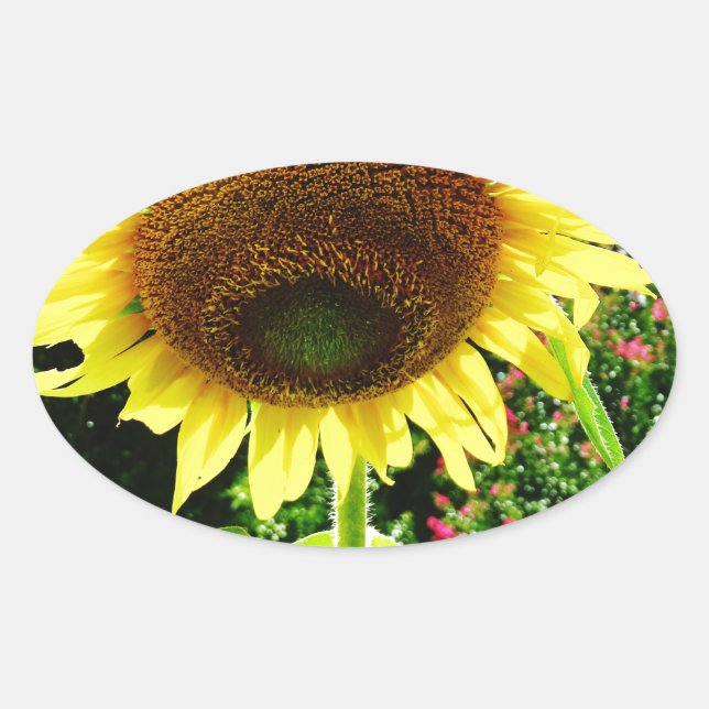 Große gelbe Sonnenblume Ovaler Aufkleber (Vorderseite)