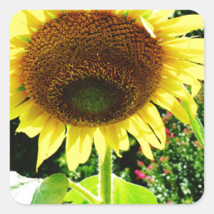 Große gelbe Sonnenblume Quadratischer Aufkleber