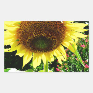Große gelbe Sonnenblume Rechteckiger Aufkleber