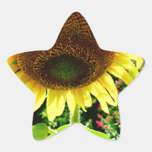 Große gelbe Sonnenblume Stern-Aufkleber