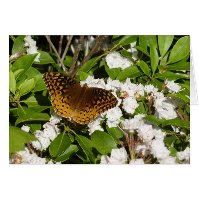 Große geschwungene Fritille auf dem Berg Laurel (Vorderseite (Horizontal))