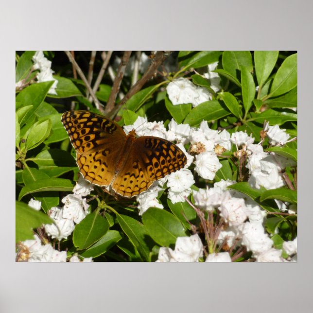 Große geschwungene Fritille auf dem Berg Laurel Poster (Vorne)