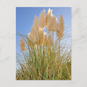 Große Gras und Hyazinthen im Island Park, NY. Postkarte