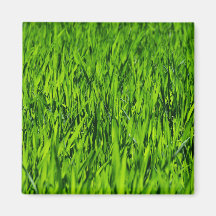Große Grasblätter