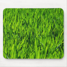 Große Grasblätter