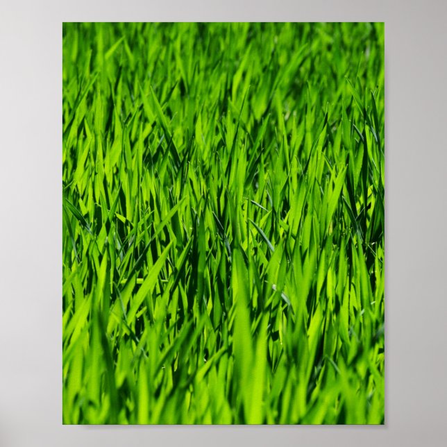 Große Grasblätter Poster (Vorne)