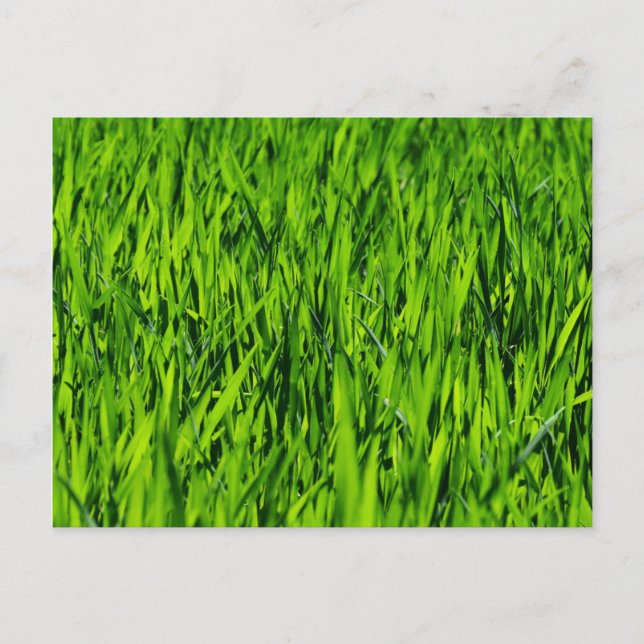 Große Grasblätter Postkarte (Vorderseite)