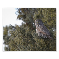 Große graue Eule, die in einem Kiefernbaum sitzt