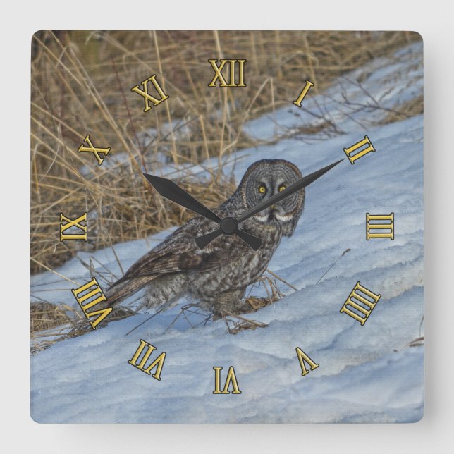 Große graue Eule Stehend im Snow Wildlife Foto Quadratische Wanduhr (Vorderseite)