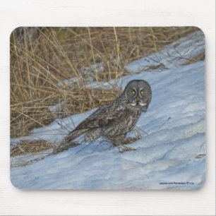 Große graue Eule und Schnee Wildlife Raptor Foto Mousepad