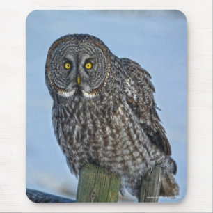 Große graue Eule und Schnee Wildlife Raptor Foto Mousepad