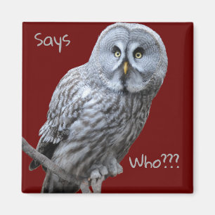 Große Grauschale Magnet