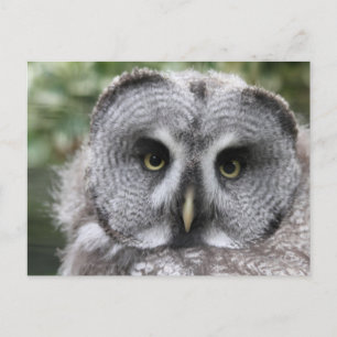 Große Grauschale Postkarte