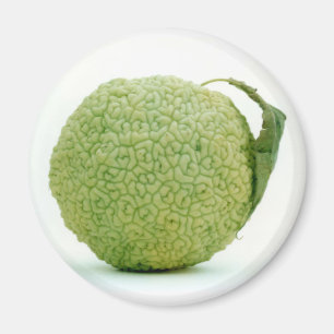Große grüne Hedgeapple Magnet