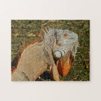 Große grüne Iguana-Eidechse im Gras