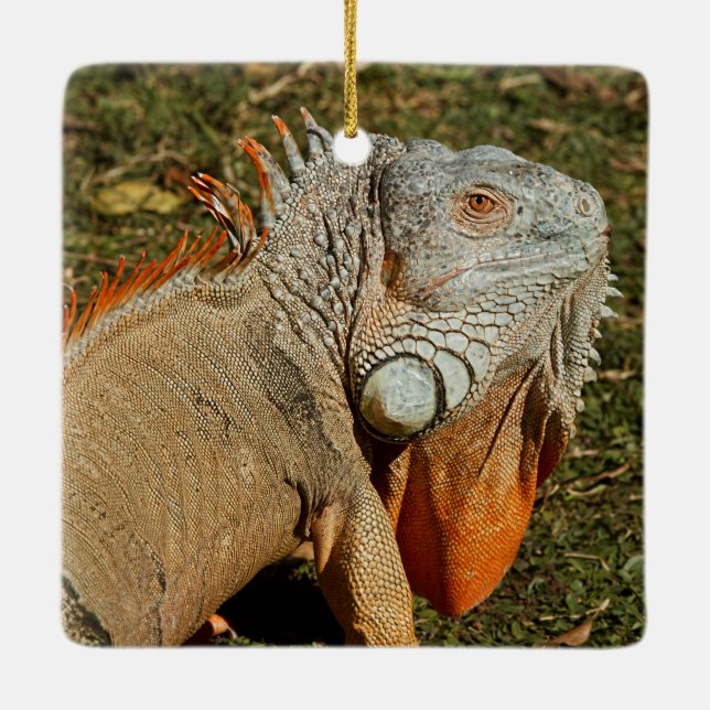 Große grüne Iguana-Eidechse im Gras Keramikornament (Rückseite)