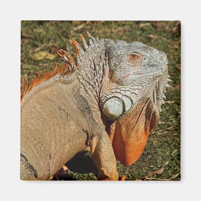 Große grüne Iguana-Eidechse im Gras Magnet (Vorne)