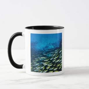 Große Gruppe Großauge-Rotbarschfischschwimmen Tasse